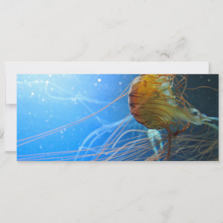 Swimming Jellyfish Closeup