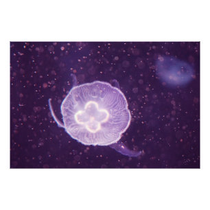 Swimming Jellyfish Fototryck