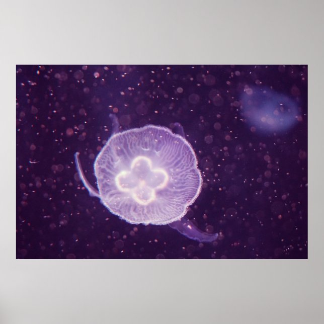 Swimming Jellyfish Poster (Framsidan)