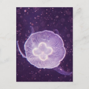 Swimming Jellyfish Vykort