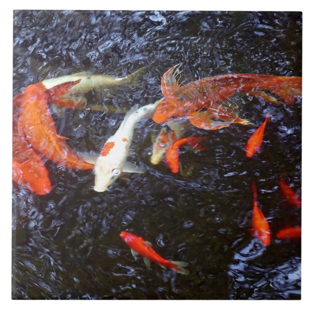 Swimming Koi Kakelplatta (Framsidan)