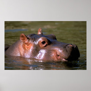 Swimming Lessons Hippopotamus Porträtt Poster