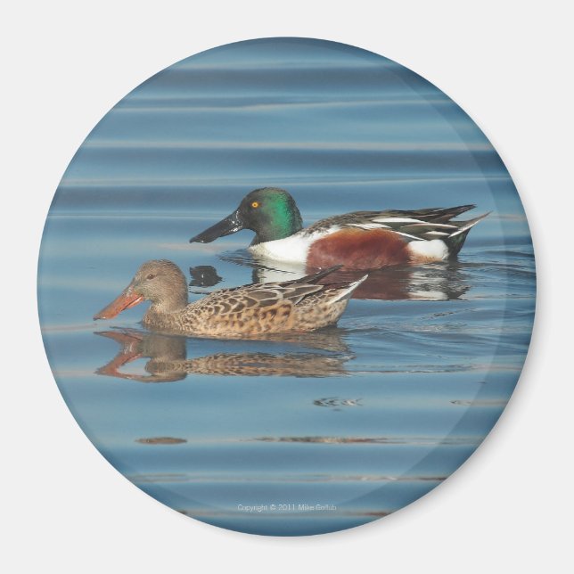 Swimming Northern Shovelers Magnet (Framsidan)