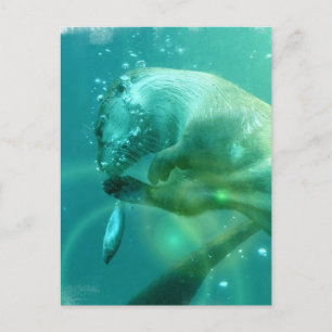 Swimming Otter Postcard Vykort