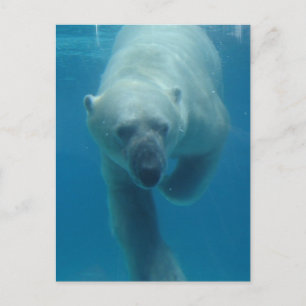 Swimming Polar Bear Postcard Vykort