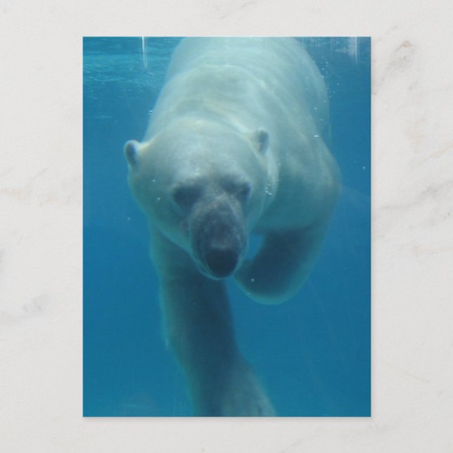 Swimming Polar Bear Postcard Vykort (Framsida)