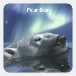 SWIMMING POLAR BEAR Wildlife Stickers Fyrkantigt Klistermärke