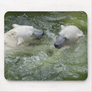Swimming Polar Bears Musmatta