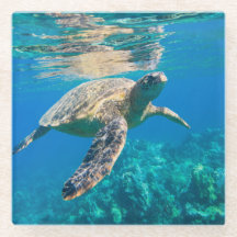 Swimming Sea Turtle