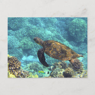 Swimming Sea Turtle in Blue Ocean Vykort