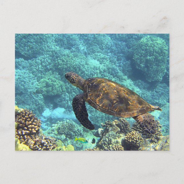 Swimming Sea Turtle in Blue Ocean Vykort (Framsida)