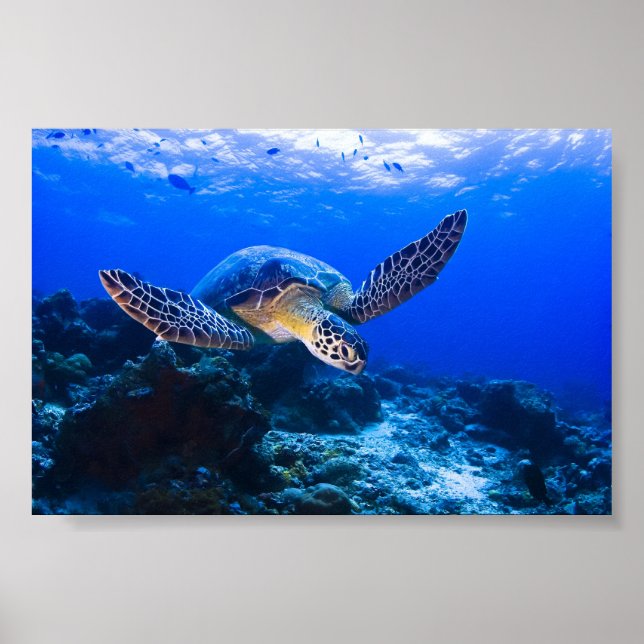Swimming Sea Turtle in blue vatten Poster (Framsidan)