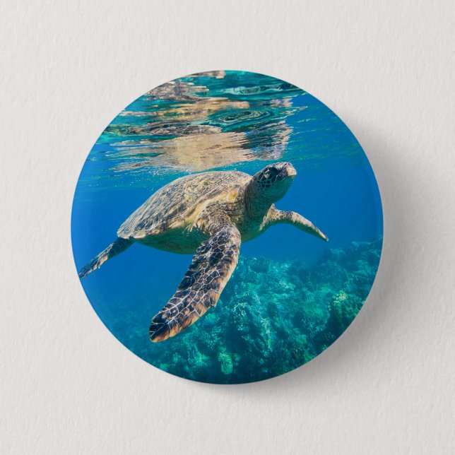 Swimming Sea Turtle Knapp (Framsida)