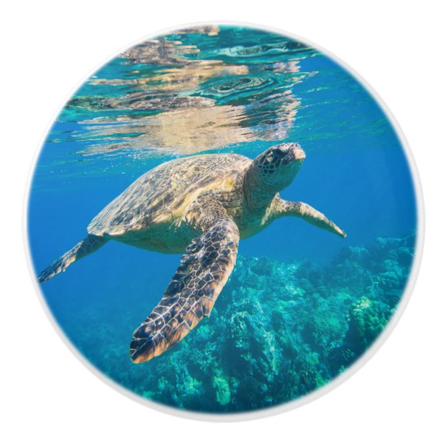 Swimming Sea Turtle Knopp (Framsidan)