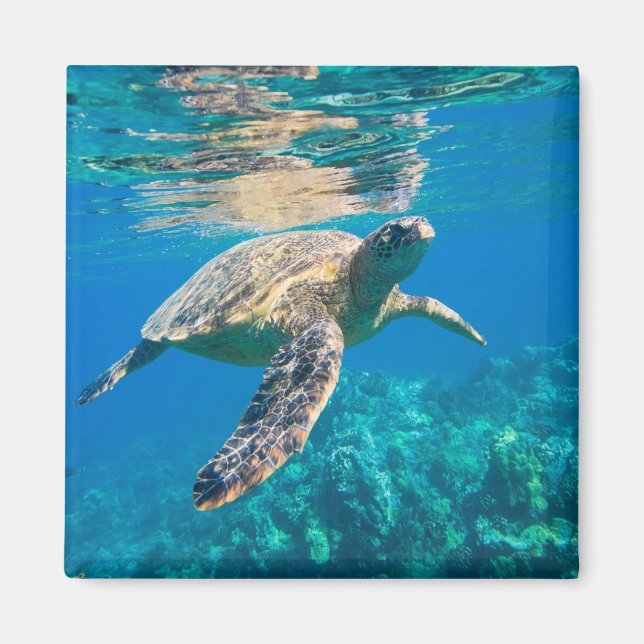 Swimming Sea Turtle Magnet (Framsidan)