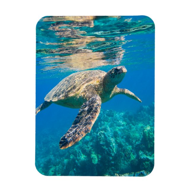 Swimming Sea Turtle Magnet (Vertikal)