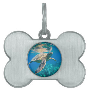 Swimming Sea Turtle Namnbricka Husdjur