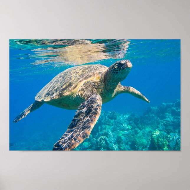 Swimming Sea Turtle Poster (Framsidan)