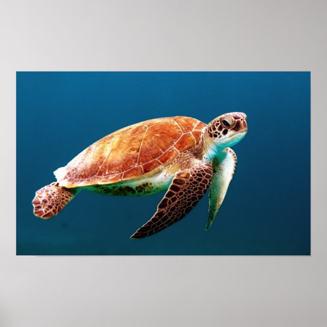 SWIMMING SEA TURTLE POSTER (Framsidan)