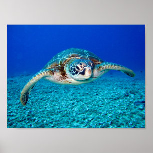 Swimming Sea Turtle Poster