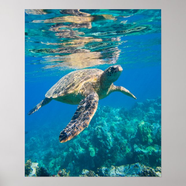 Swimming Sea Turtle Poster (Framsidan)