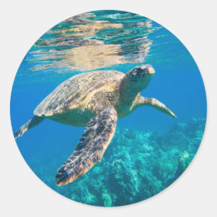 Swimming Sea Turtle Runt Klistermärke