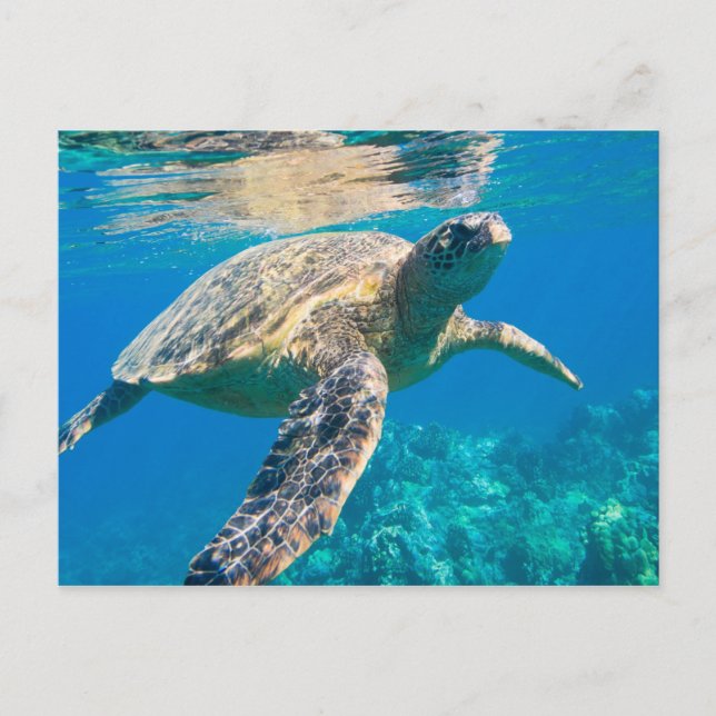 Swimming Sea Turtle Vykort (Framsida)