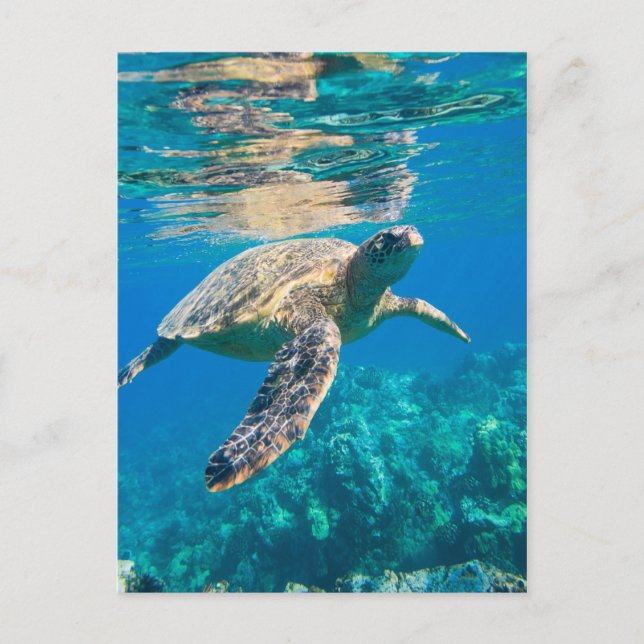 Swimming Sea Turtle Vykort (Framsida)