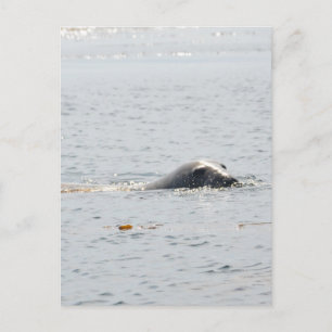 Swimming Seal Vykort