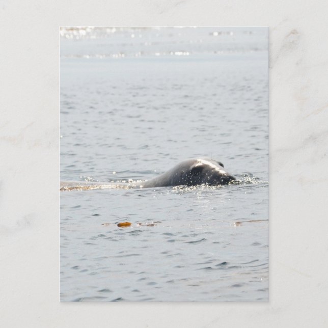 Swimming Seal Vykort (Framsida)