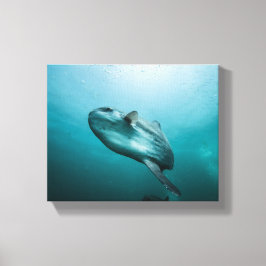 Swimming Sunfish Canvastryck