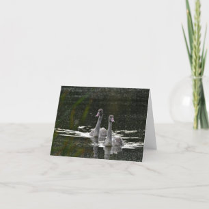 Swimming svanar blank notecard. tack kort