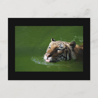 Swimming Tiger vykort