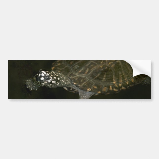 Swimming Turtle Bildekal (Framsidan)