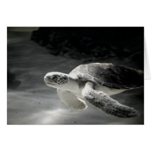 Swimming Turtle Hälsningskort