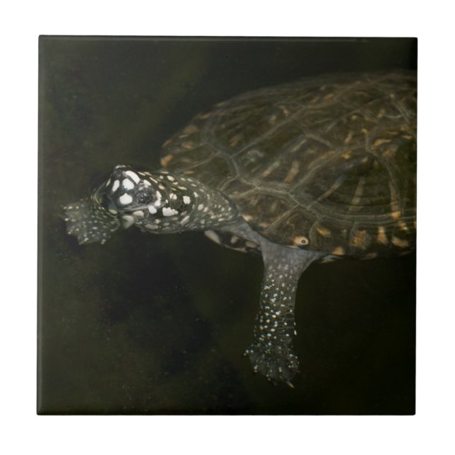 Swimming Turtle Kakelplatta (Framsidan)