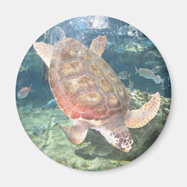 Swimming Turtle Magnet (Framsidan)