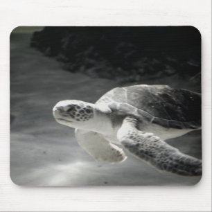 Swimming Turtle Musmatta