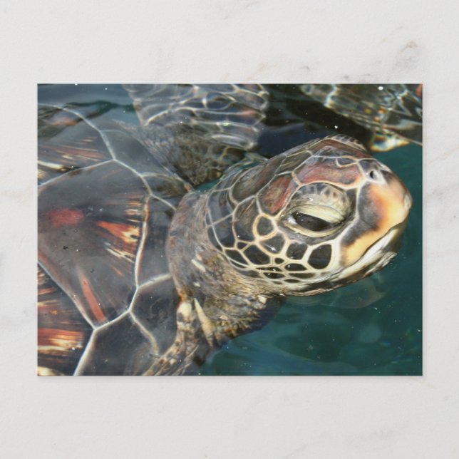 Swimming Turtle vycard Vykort (Framsida)