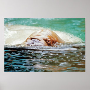 Swimming Walrus Poster
