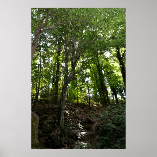 Swing and Träd Poster (Framsidan)