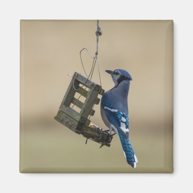 Swinging Blue Jay Magnet (Framsidan)