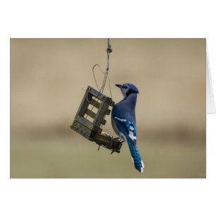 Swinging Blue Jay OBS Kort
