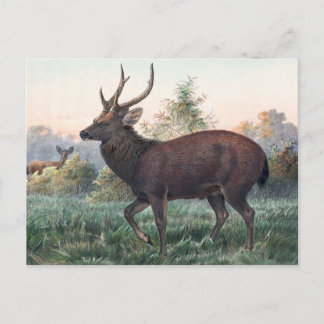 Swinhoe's Deer av Joseph Wolf Vykort