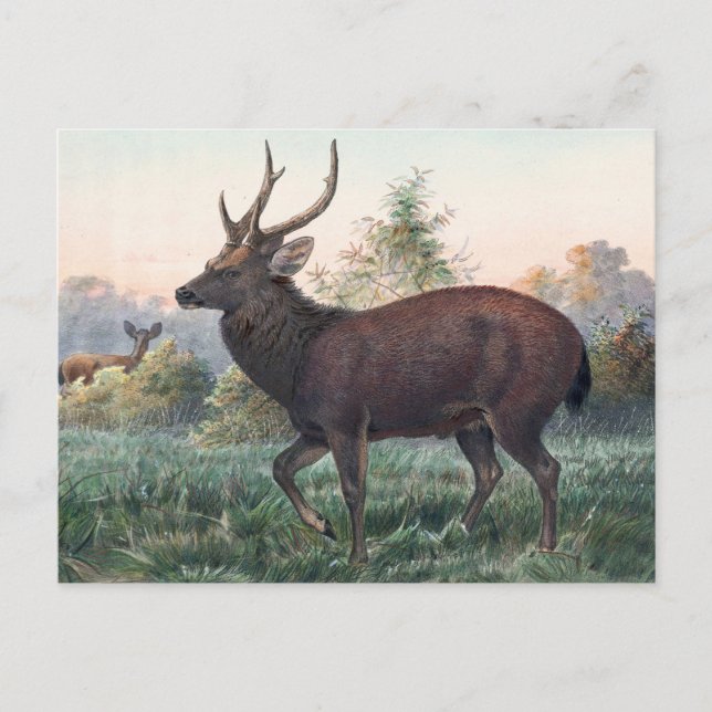 Swinhoe's Deer av Joseph Wolf Vykort (Framsida)