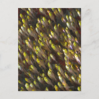 Swirl of Golden sweepers (Parapriacanthus) Vykort