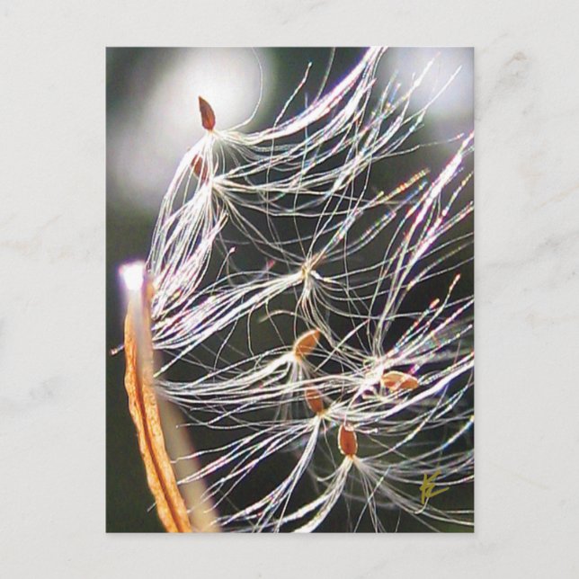 Swirling Milkweed Poof Carnival Ridew Natature Vykort (Framsida)