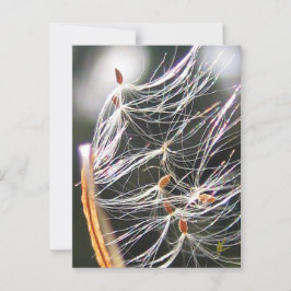 Swirling Milkweed Poof Carnival Ridew Natature Vykort