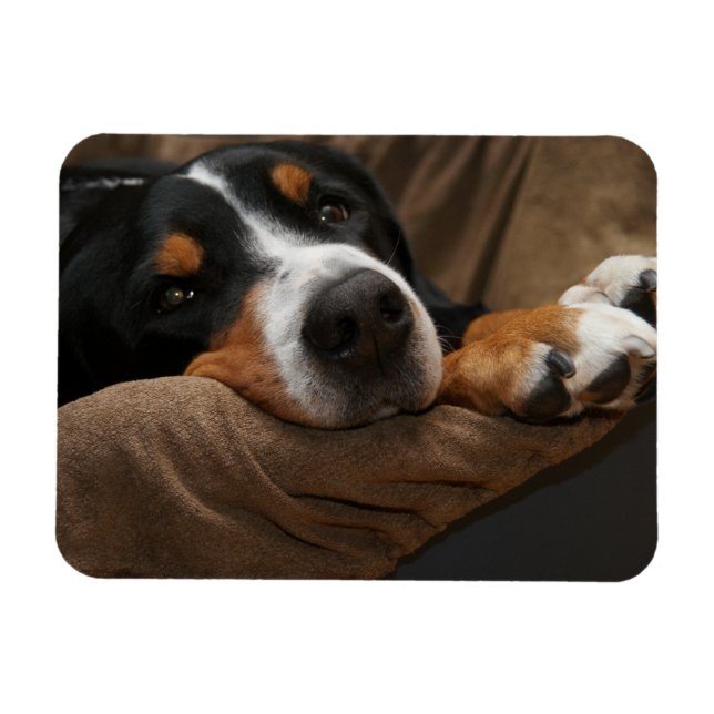 Swiss Mountain Hund Lounging Magnet (Horisontell)