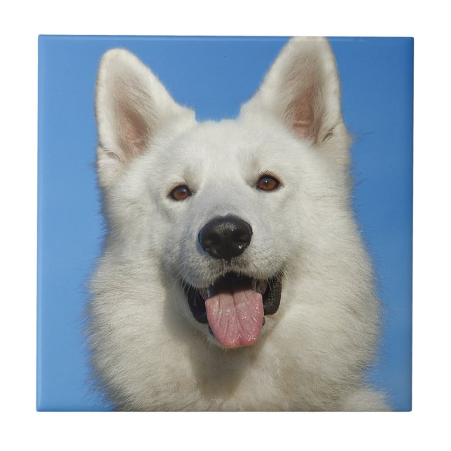 Swiss Shepherd Hund Kakelplatta (Framsidan)